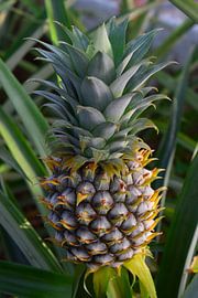 Nahaufnahme einer Ananasfrucht auf einer Ananaspflanze im portugiesischen Sonnenlicht von Studio LE-gals