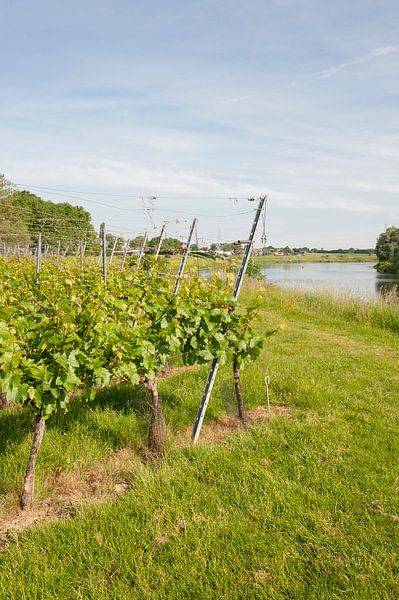 Holm oak vines by Richard Wareham