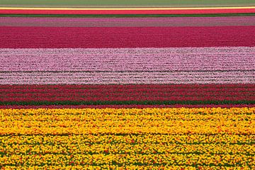 Bulb fields in Lisse  - The Netherlands by Tamara Witjes