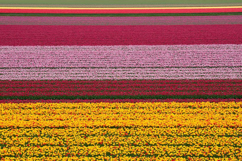 Bulb fields in Lisse  - The Netherlands von Tamara Witjes