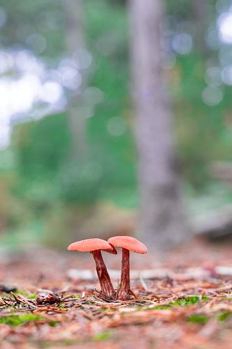 Hygrocybe splendidissima