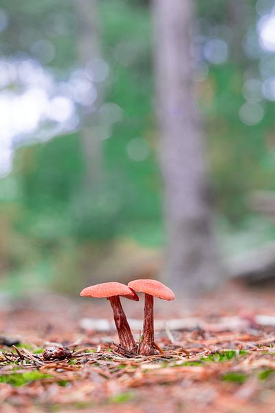 Hygrocybe splendidissima von van der Gun