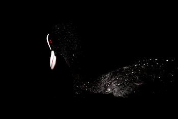 Meerkoet in het donker 1