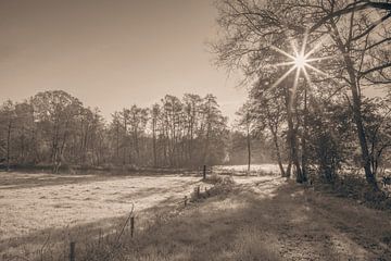 Zonnestraal in Stilte van Artist Impression of Nature