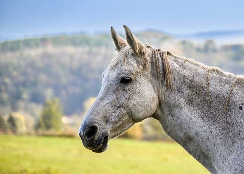 A view of a beautiful horse in nature