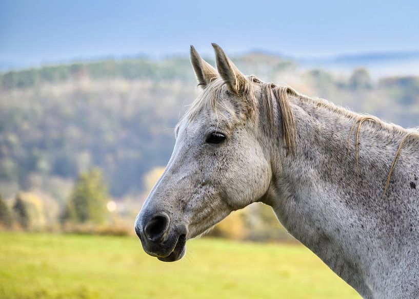 A view of a beautiful horse in nature by Andreas Völkel