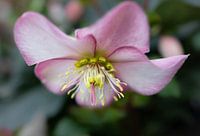 Penny's Pink, pink winter rose