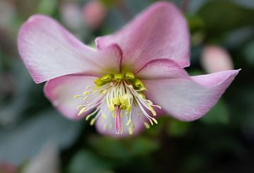 Penny's Pink, roze winterroos van Anja Wessels Fotografie