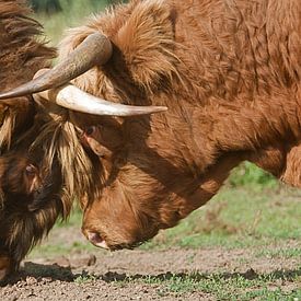 Schotse hooglanders  van Elise Daanen