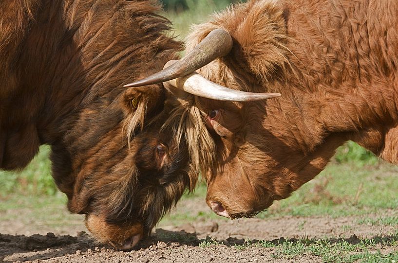 Scottish highlanders  by Elise Daanen