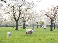 schapen en lammetjes in de lente onder bloeiende kersenbomen