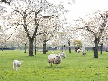 schapen en lammetjes in de lente onder bloeiende kersenbomen