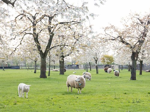 schapen en lammetjes in de lente onder bloeiende kersenbomen van anton havelaar