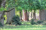 bos met fazanten van Petra De Jonge thumbnail