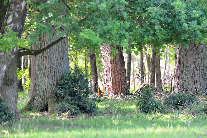 bos met fazanten van Petra De Jonge
