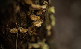 Forêt paisible : la tranquillité du vert