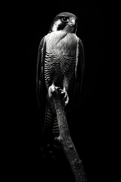 Falcon by Poster Art Shop