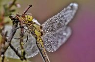 Heidelibel in bloeiende heide van Stefan Wiebing Photography thumbnail