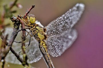 libellule dans la bruyère en fleurs sur Stefan Wiebing Photography