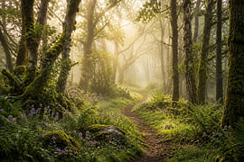 An enchanting woodland path in the golden morning light by Rick van de Kraats
