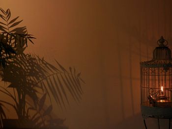 Zo vrij als een vogel