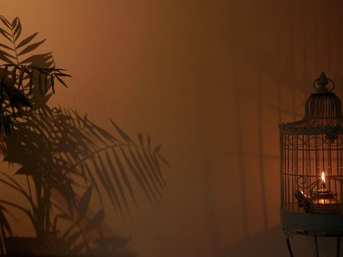 Zo vrij als een vogel