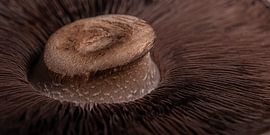 Panorama de Portobello sur Marjolijn van den Berg