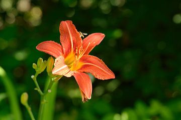 Flower of the fire lily by Karin Jähne