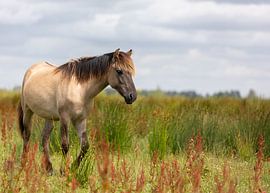 Wild rabbit horse