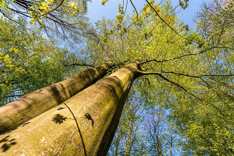 Beuken in de lente van Dieter Walther