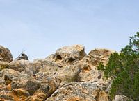 Wächter der Berge