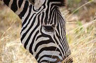 Zebra close up van Annelies Voss thumbnail