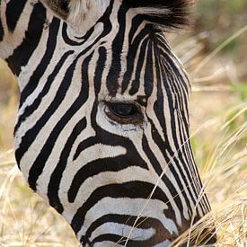 Zebra close up van Annelies Voss