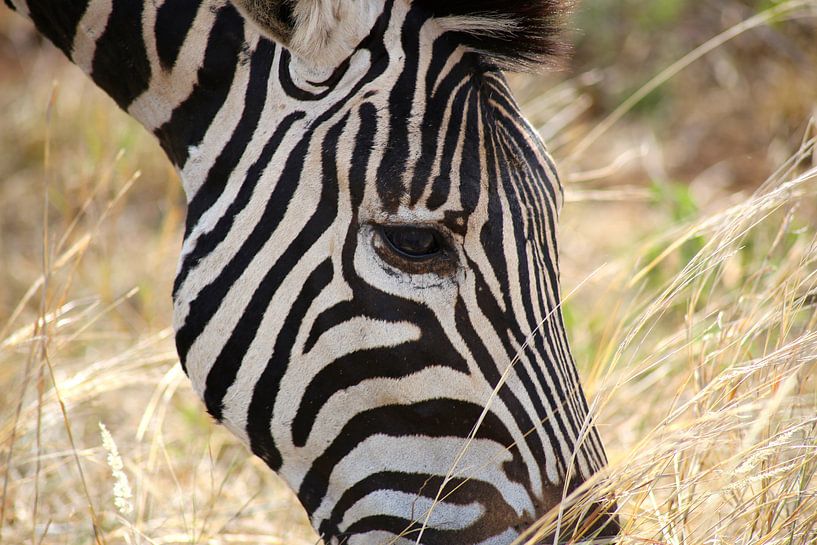 Zebra close up van Annelies Voss