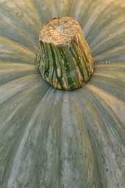 Pompoen zonder achtergrond staand by Sascha van Dam
