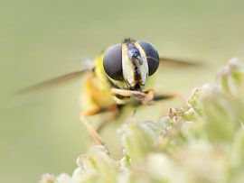Hoverfly by Lindy Hageman