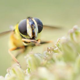 Hoverfly sur Lindy Hageman