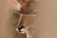 Large kudu