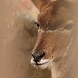 Grote kudu van Maya Schoeber
