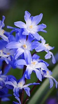 Close-ups of blue spring flowers by Bambi Lu