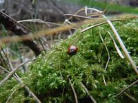 Coccinelle