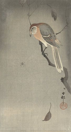 Buffelkopklauwier en spin van Ohara Koson