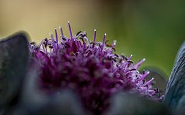 Drops on the stems of a flowering onion by Jenco van Zalk
