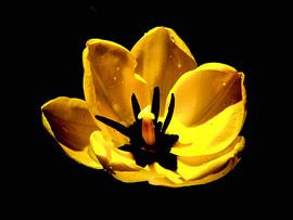 Fièvre jaune sur erikaktus gurun