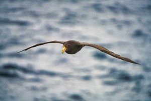 Riesensturmvogel — Riesensturmvogel über dem südlichen Ozean