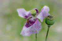 Bolpapaver na hoosbui