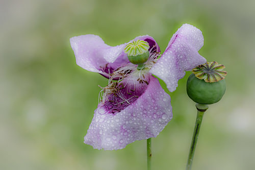 Bulb poppy after downpour