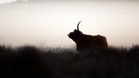 Schotse hooglander van Andy van der Steen - Fotografie thumbnail