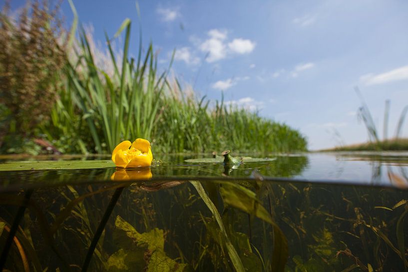Onderwaterlandschap van Matthijs de Vos