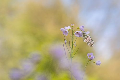 Oranjetipje hangend aan een pinksterbloem